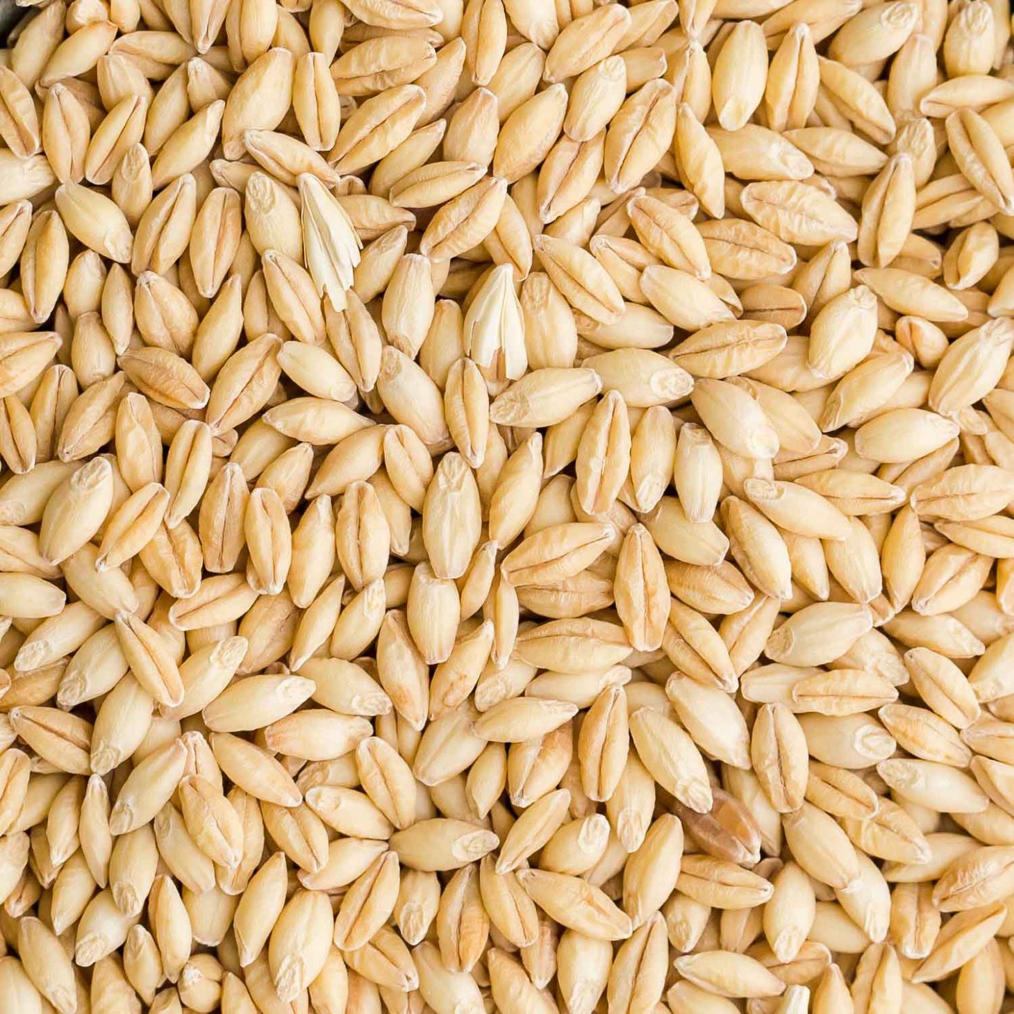 barley
