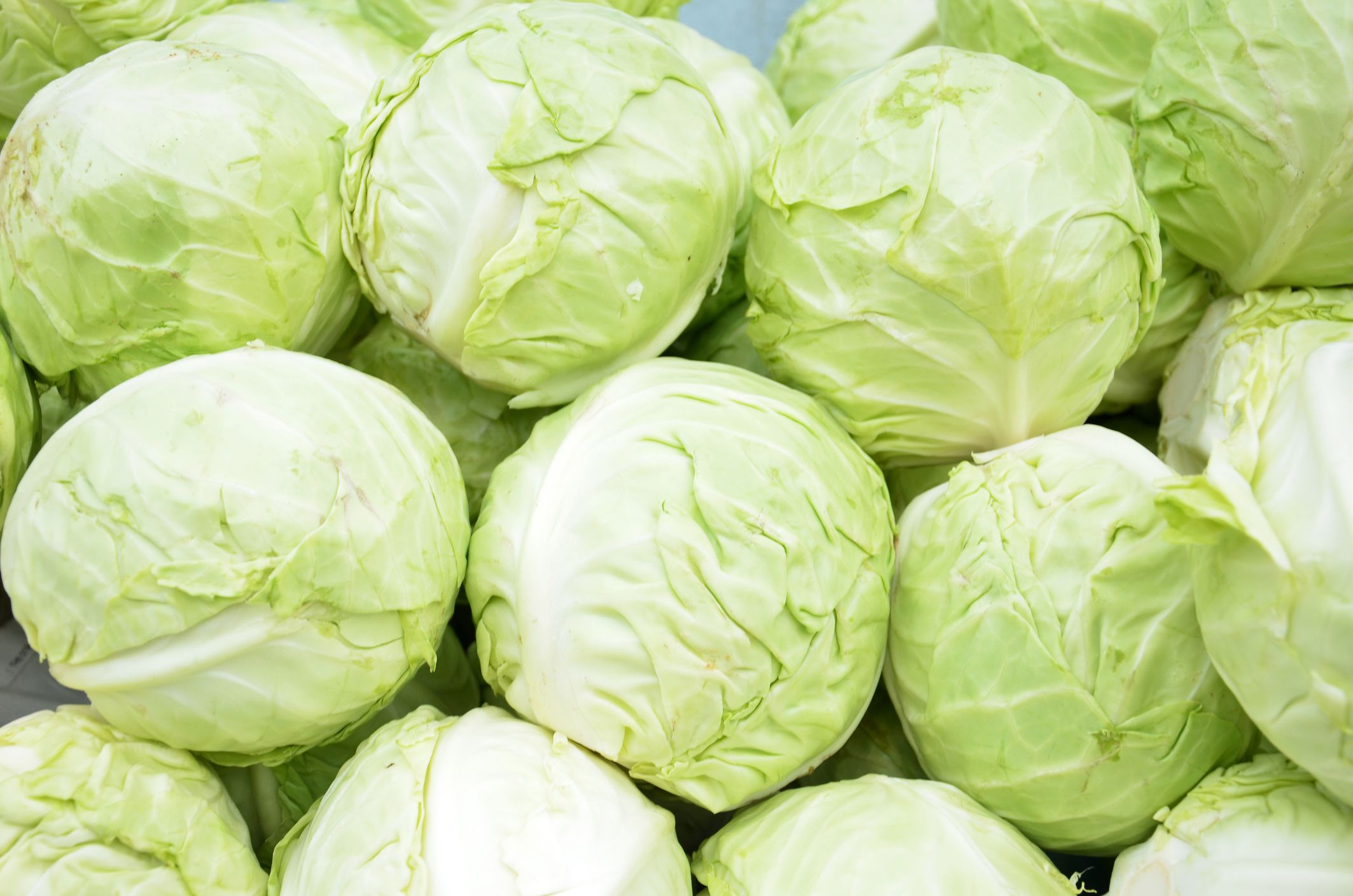 cabbages