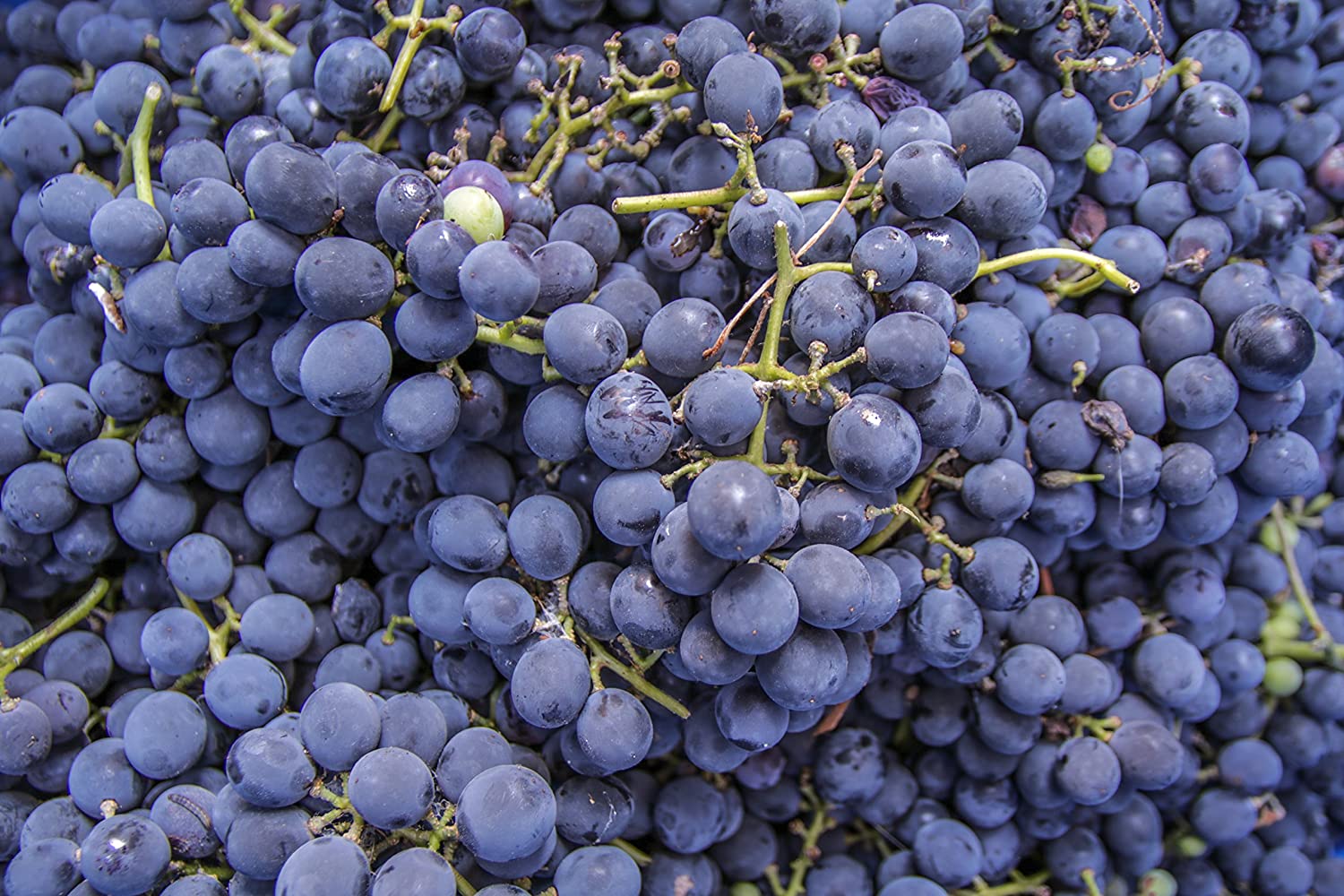 grapes