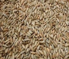 rye