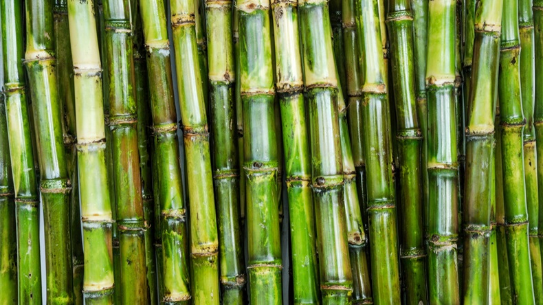 sugarcane