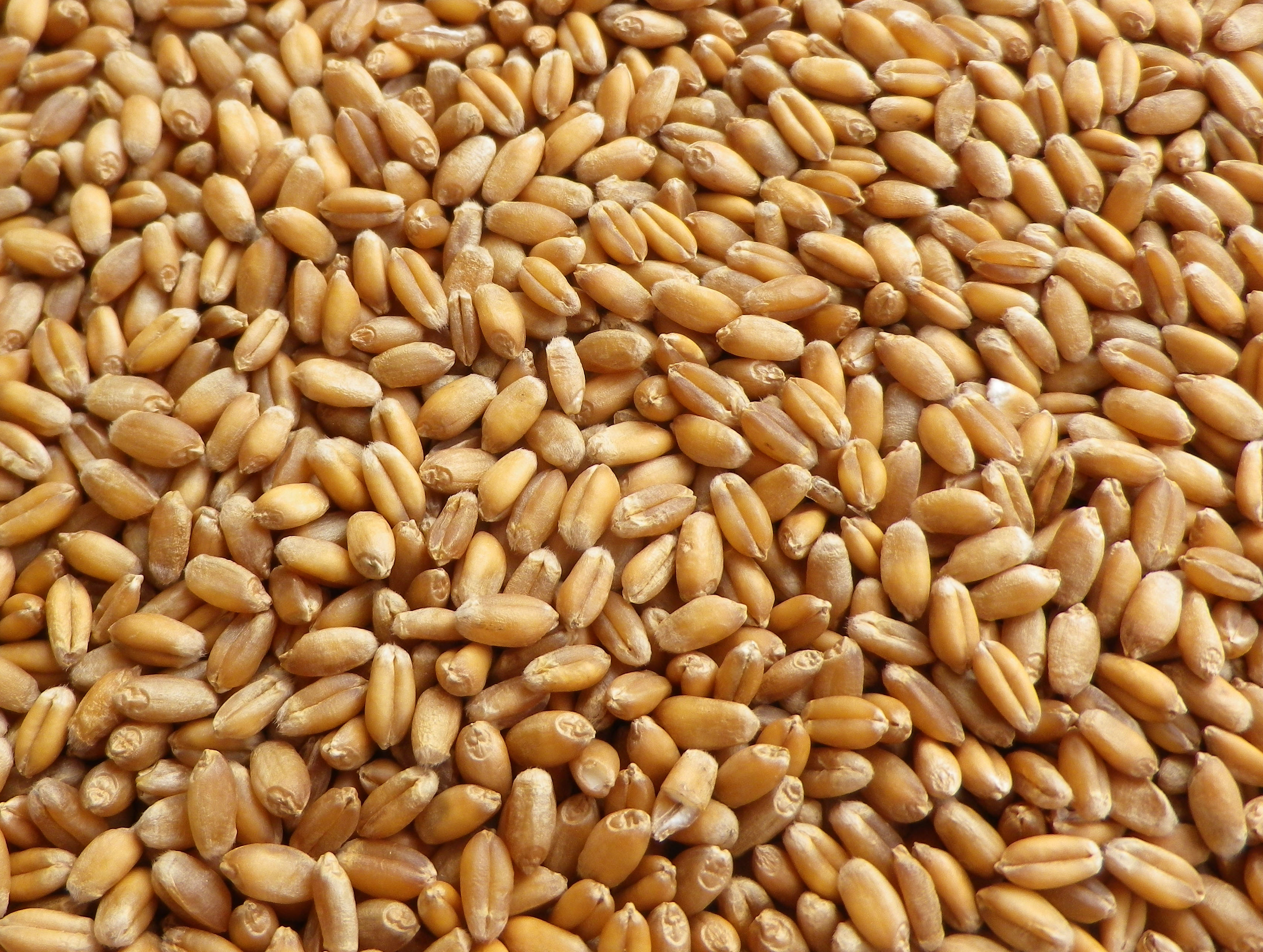 wheat